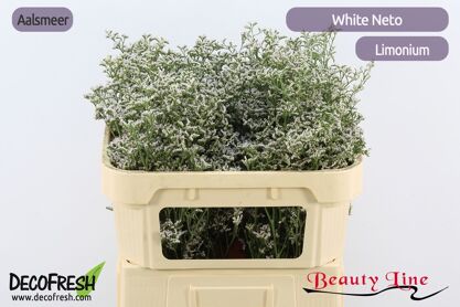 Lim White Neto