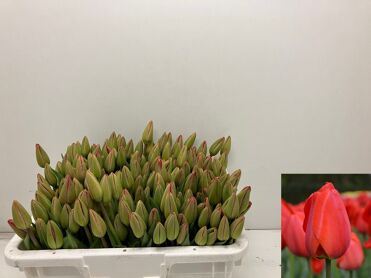 Tu Pluk En Parade Rood