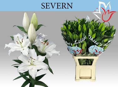 Li Or Severn Super