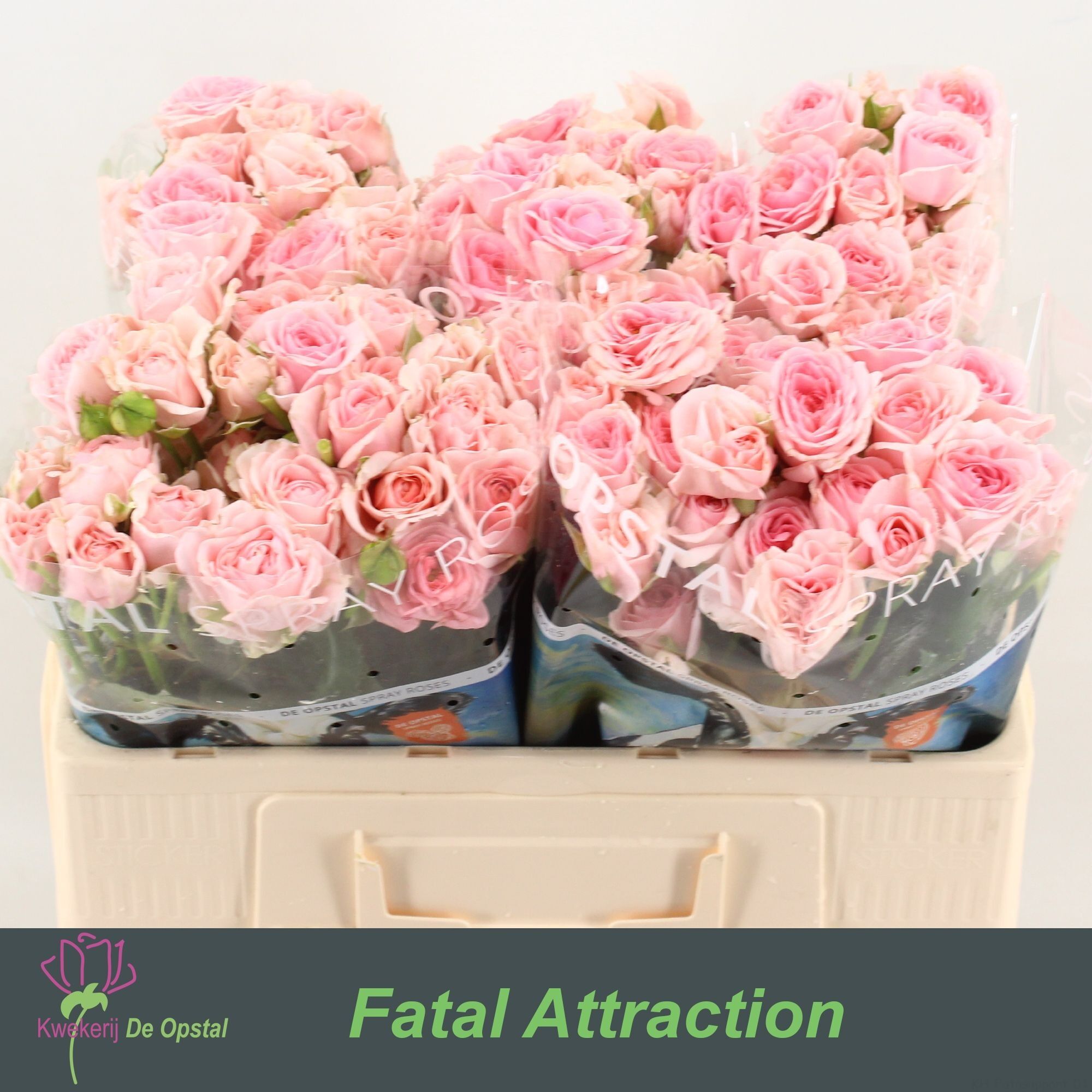 R Tr Rlm Fatal Attra