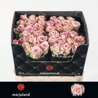 R Gr Sweet Dolomiti@