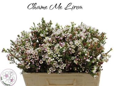 Chame Mi Liron