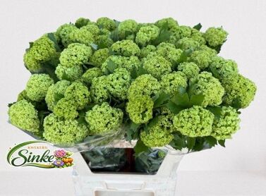 Viburnum Roseum St