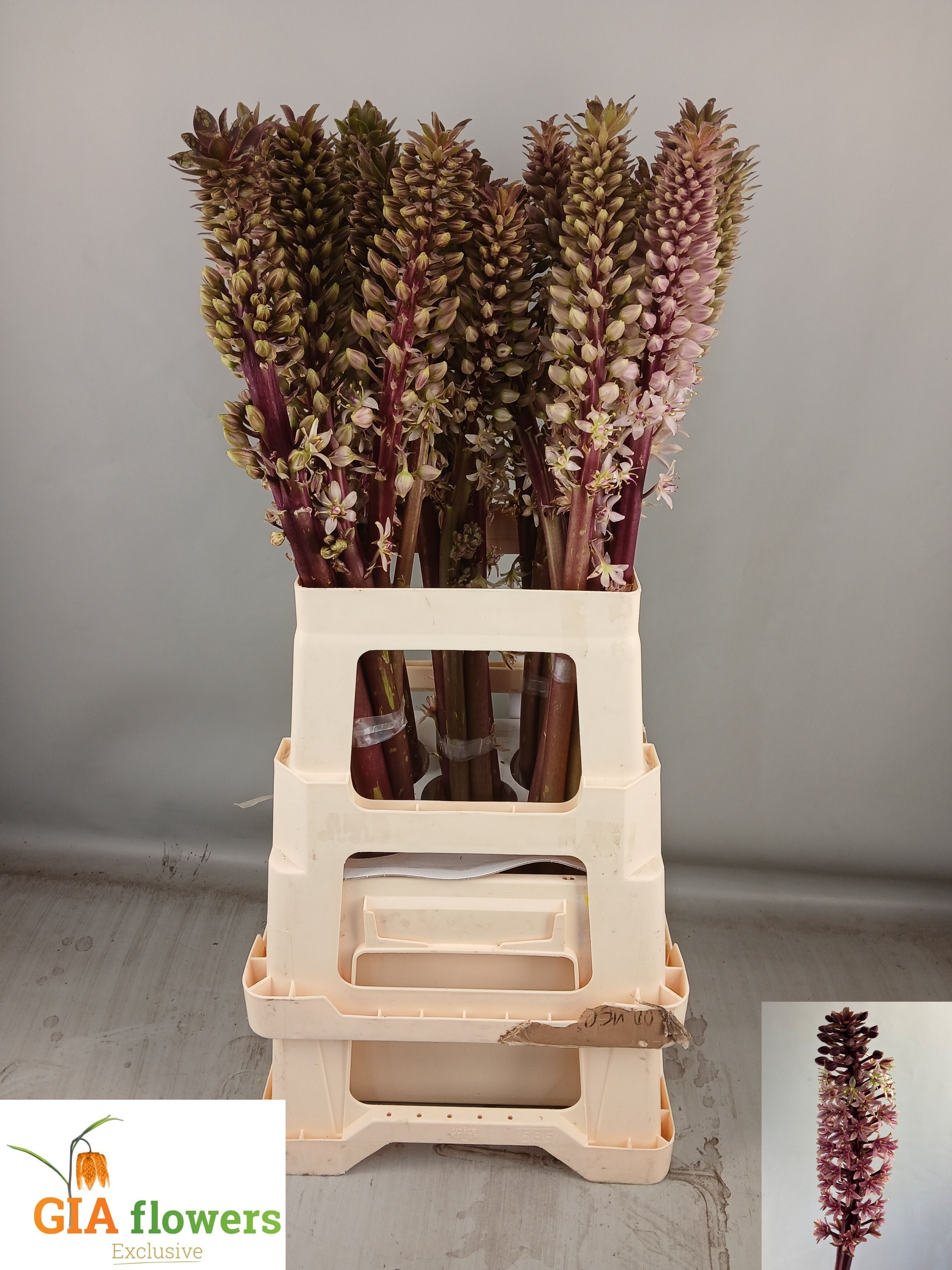 Eucomis Sp Burgundy
