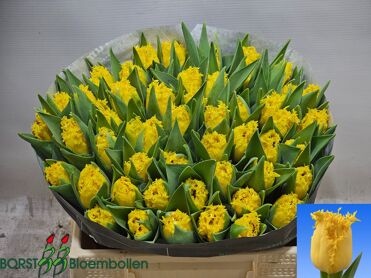 Tu Fr Yellow Star