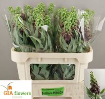 Fritillaria Persica Zwart