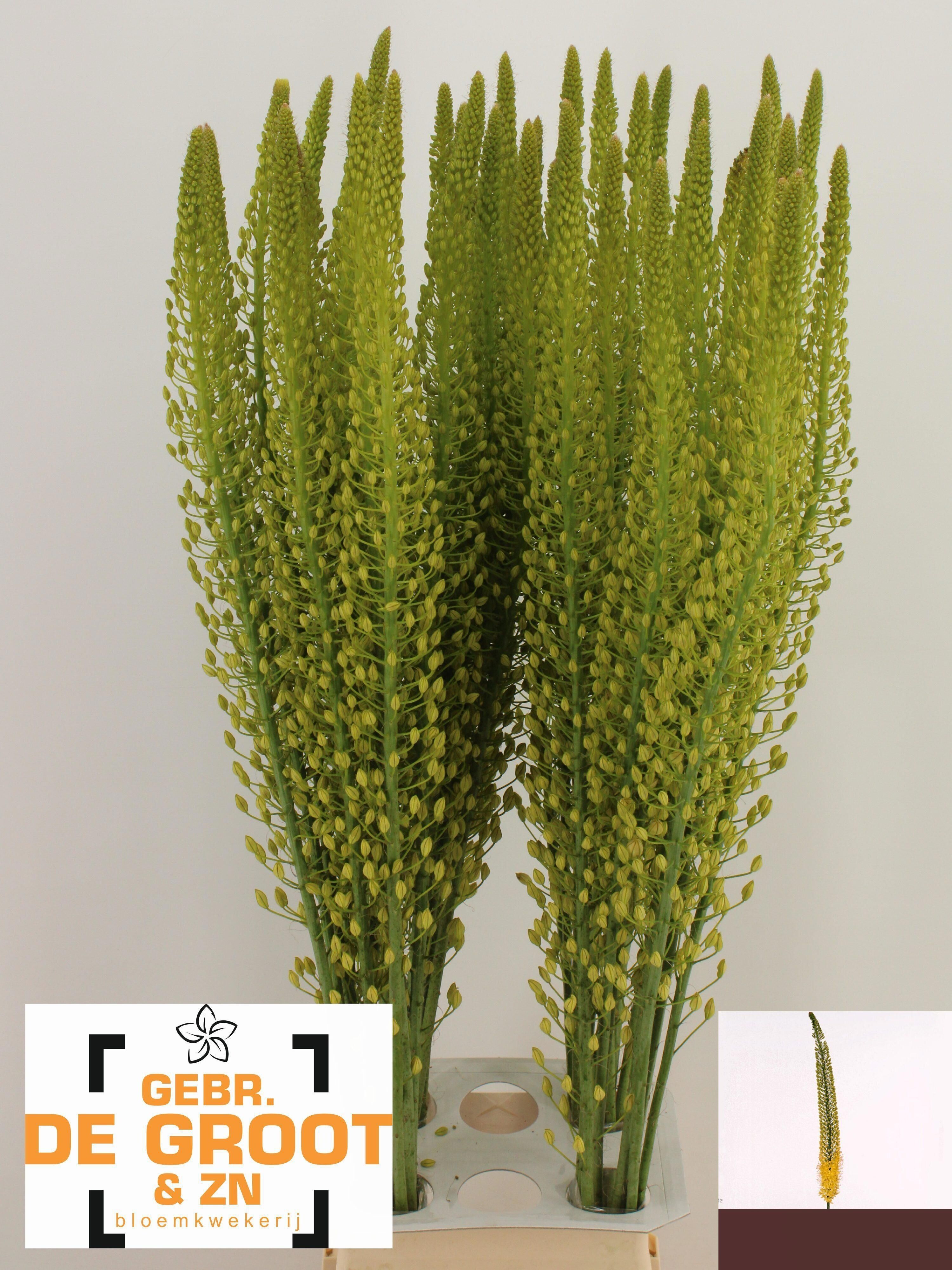 Eremurus Sh Yell Sun