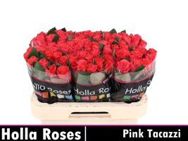 R Gr Pink Tacazzi