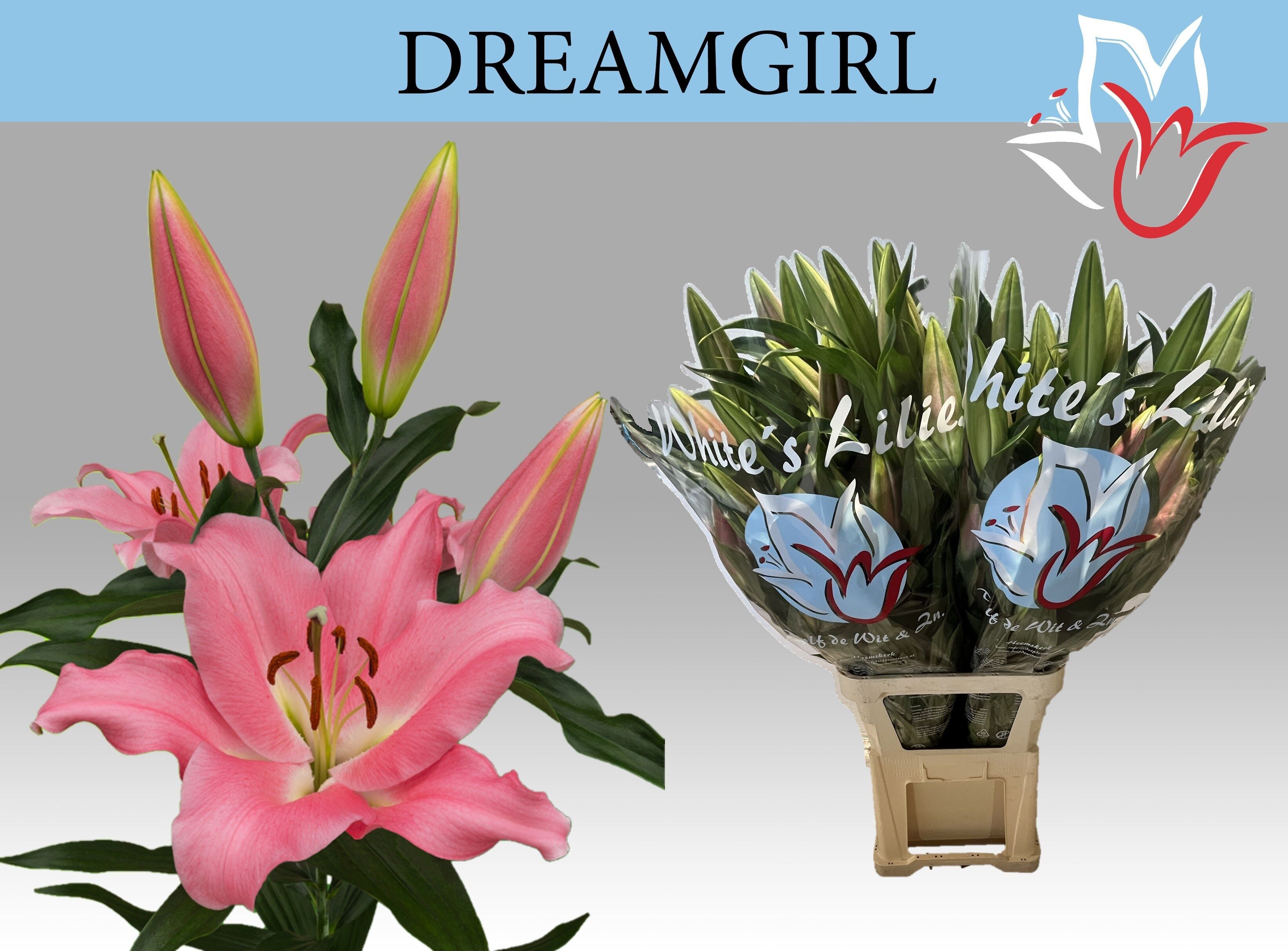 Li Ot Dreamgirl