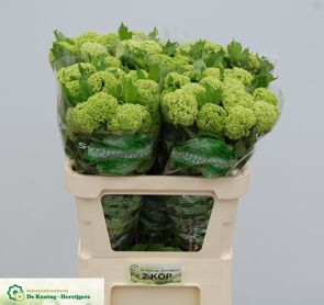 Viburnum Roseum St 2
