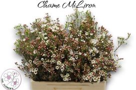 Chame Mi Liron