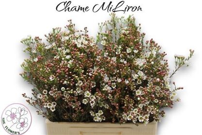 Chame Mi Liron