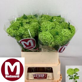 Viburnum Roseum St 2