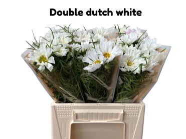Cosmos Double Dutch White