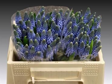 Muscari Carola