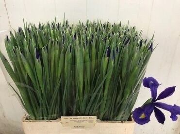 Iris Blue Magic
