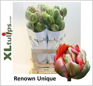 Tu Frankrijk Du Renown Unique