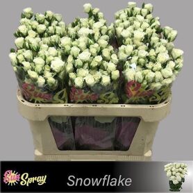 R Tr Snowflake