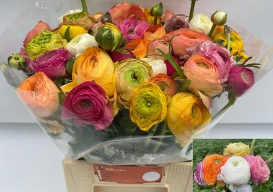 Ran Aazur Gem In Bos