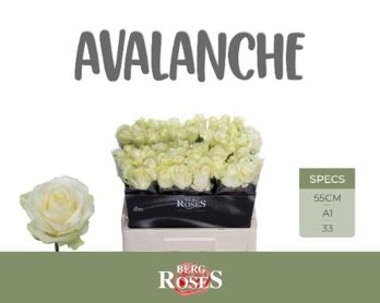 R Gr Avalanche+
