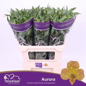 Alstr Aurora