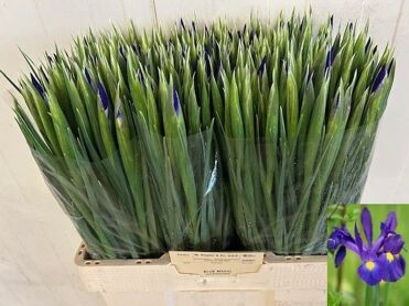Iris Blue Magic