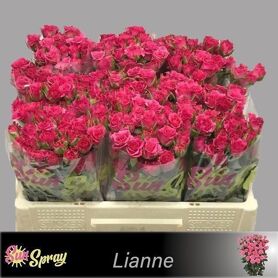 R Tr Lianne