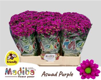 Chr S Mad Aswad Purp