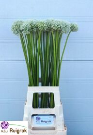 Allium Mount Everest