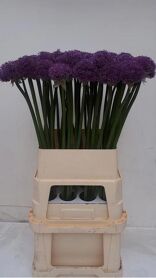 Allium Gladiator Ex