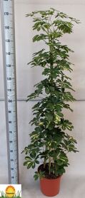 Schefflera Gold Capella