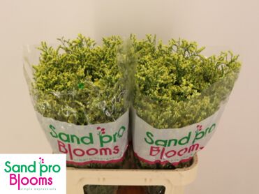 Lim Sin China Summer