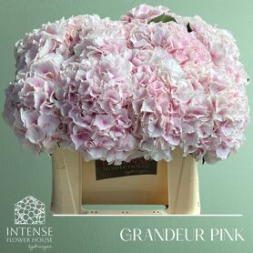 Hydr M Royal Grandeu