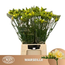 Fr Du Marseille