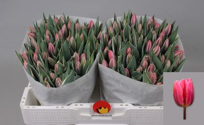 Tu En Pretty Princes