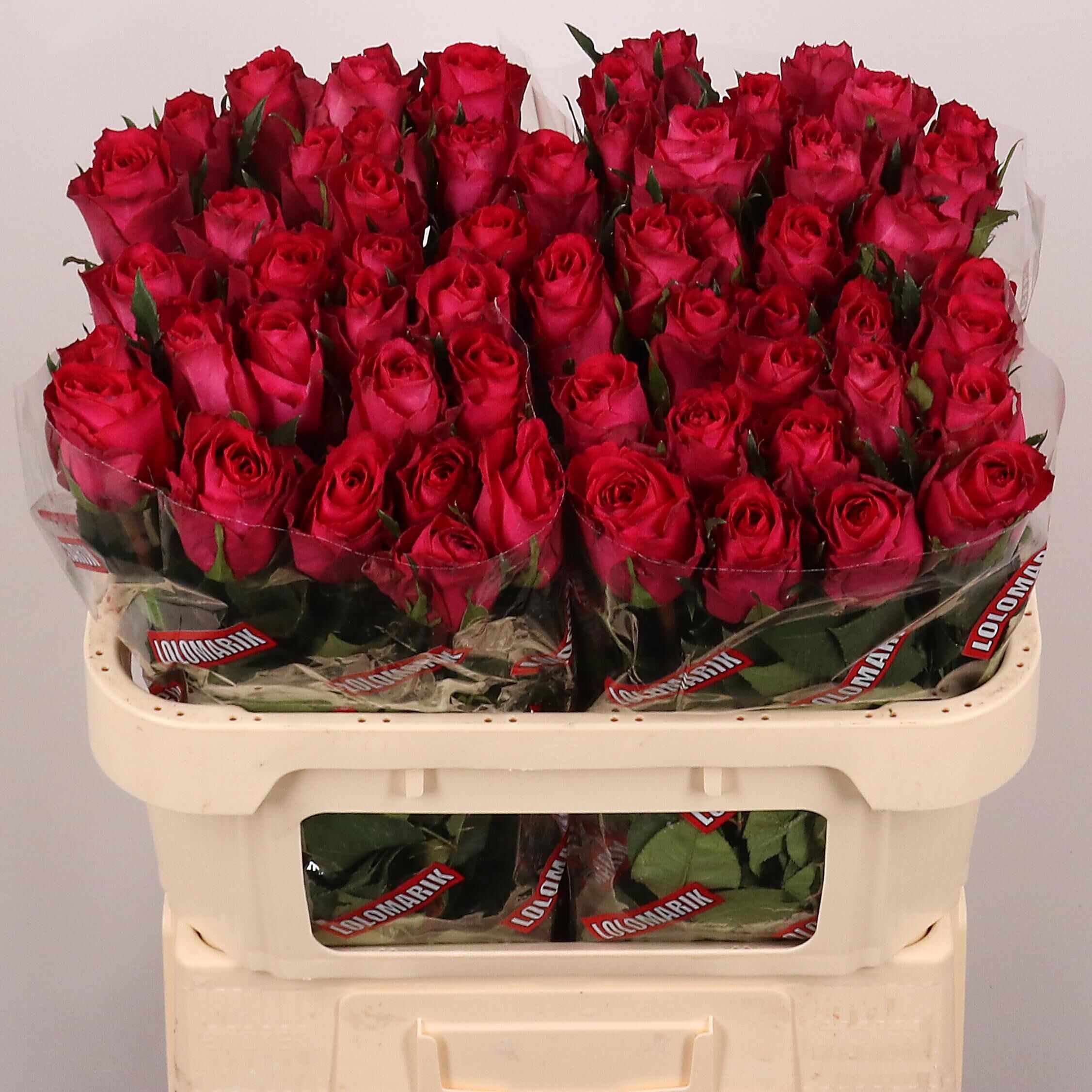 R Gr Madam Cerise