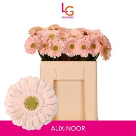 Ge Mi Alix-noor