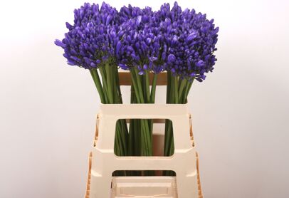 Agap Eyfori Blue