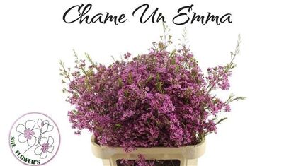 Chame Un Emma