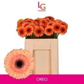 Ge Mi Oreo