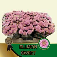 Chr S Ellison Sweet