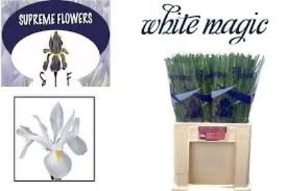 Iris White Magic