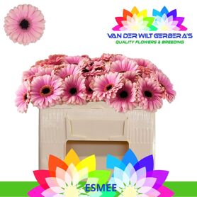 Ge Mi Esmee