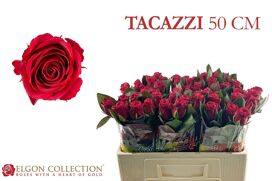 R Gr Tacazzi