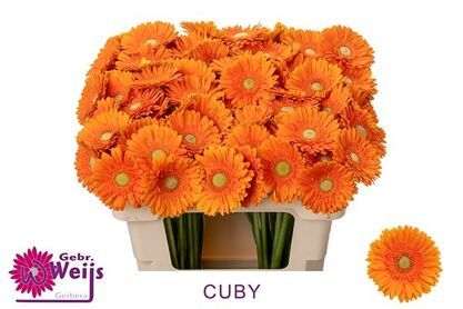 Ge Mi Cuby
