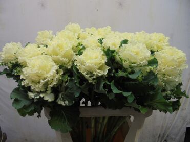 Brass Crane Ru White