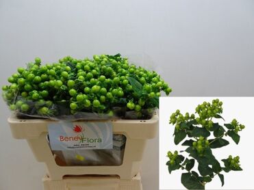 Hyp Mag Green Power
