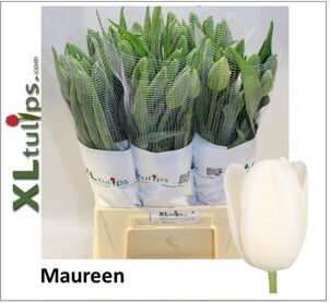 Tu Frankrijk En Maureen