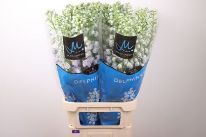 Delph Du Tr Lavende