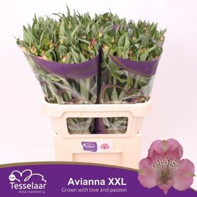 Alstr Avianna Xl